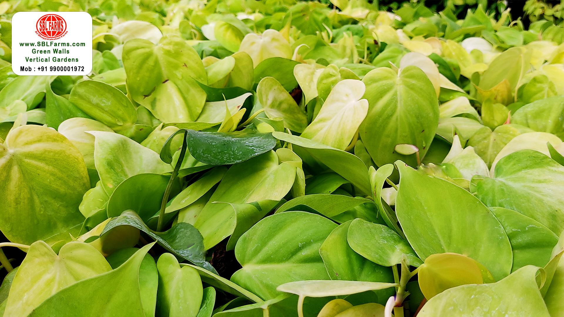 Sbl Farms Green walls and Living walls, Vertical Garden, Bio Curtains,green wall vertical garden design service providers at bangalore